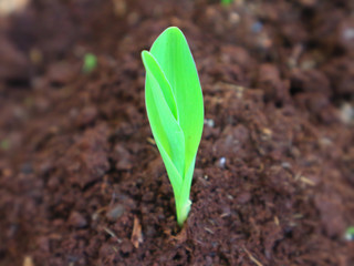 1 week corn seedling