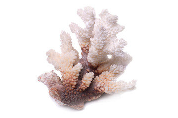 Fragment of a branch of a white ocean coral Isolated on a white background