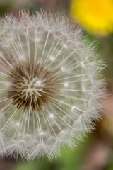 Dandelion flower with ball seeds on warm background. Close up.