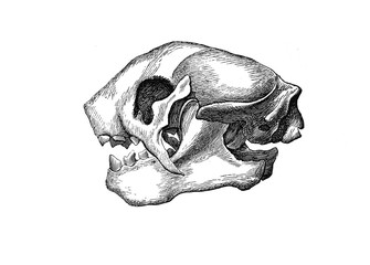 Illustration of a sloth's skull in popular encyclopedia from 1890 © Szymon