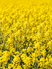 Obraz premium Canola fields in southern Sweden. 