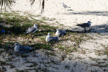 pigeons on the beach