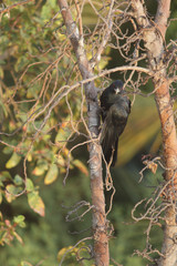 Asian Koel