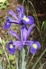 Iris Aprile