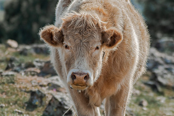 Fototapeta premium Retrato Vaca 3