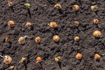 Seasonal planting, a bed of onions on a Sunny day.