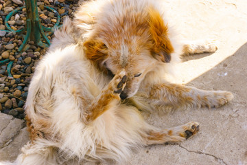 dog playing with ball