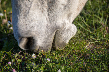 Very close up of the soft muzzle of a white horse grazing the grass in a pasture. Among daisy flowers