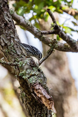 A solitary Black and White Warbler frantically hops over live oak tree limbs and trunks in its search for insects to eat