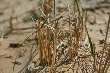 dry grass in the wind