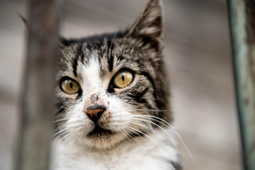 Gato de Istambul - Cats from Istambul