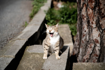 Gato de Istambul - Cats from Istambul
