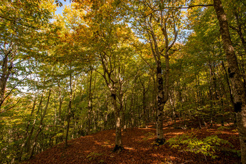 Obraz premium Piękny jesienny krajobraz. Opadające liście naturalne tło