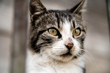 Gato de Istambul - Cats from Istambul