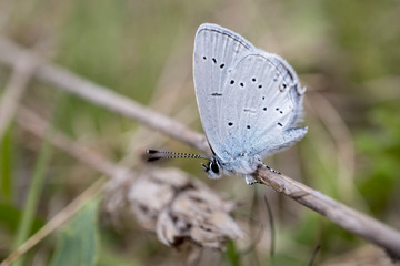 Blue butterfly on a twig in nature, look from the sides. Close up.