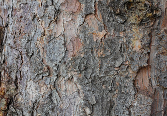 Relief texture of the brown bark of a tree