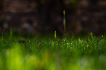 Sun shining on a green grass