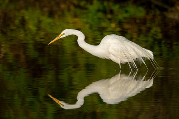 Beautiful Wild Great White Egret Bird Reflection in a Lake Fishing in a Lake with a Colorful Green Background