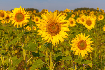 Sunrise over the field of sunflowers, selective focus