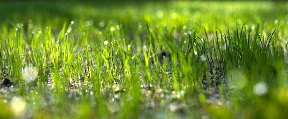 Obraz premium Sun shining on a green grass