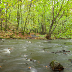 slow stream in the green forest during summer in Sweden. selective focus, long exposure.