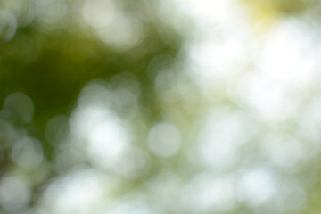 Obraz premium Green leaves blurred on a hot Sunday afternoon. Green bokeh and blurred backgrounds.