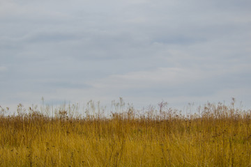 Steppe. Dry grass in cloudy weather.