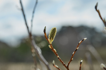 Fototapeta premium willow buds in spring