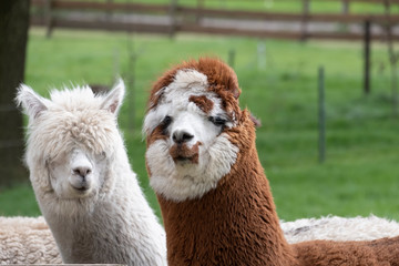 brown white Alpaca, in front of a white alpaca. Selective focus on the head of the brown white alpaca