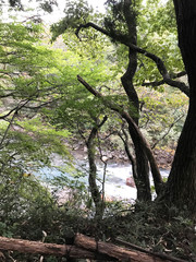 木々の間から見える川