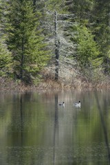 Jolis canards sur un lac naturel de la forêt canadienne au Québec au printemps