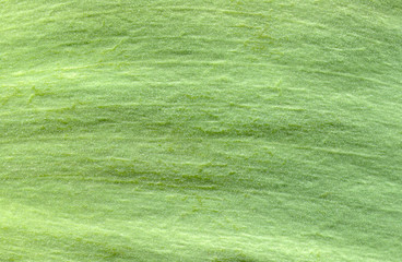 macro texture of green leaf
