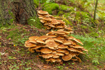 Honey Agaric mushrooms growing on a tree in autumn forest. Group of wild mushrooms Armillaria