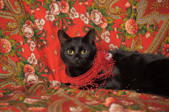 a graceful black cat lies on a scarf in the Russian style with a red necklace