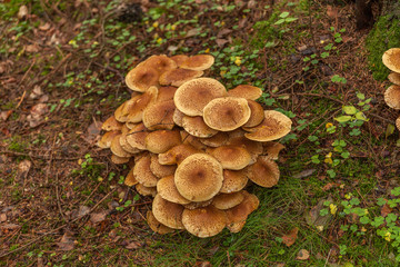 Cluster of many yellow wood-decay mushrooms growing on old stump in forest, poisonous fungus Sulphur Tuft, Hypholoma fasciculare, late summer, Europe, selective focus