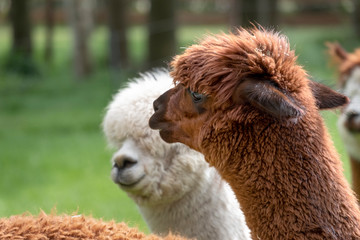 Obraz premium Brown Alpaca in front of a white alpaca. Selective focus on the head area of the brown alpaca, photo of heads