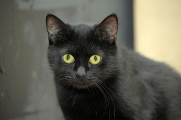 black cat with big green eyes