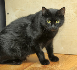 black cat with big green eyes