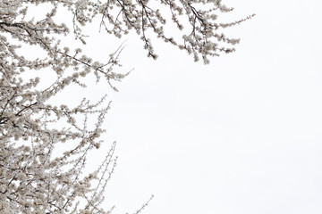 Blooming cherry in the garden. Spring flowering trees. Pollination of flowers of cherry.