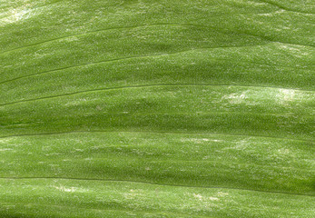 macro texture of green leaf