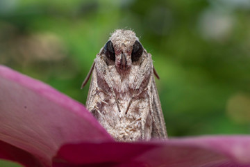 A macro shot of a moth peeking out from a pink flower with beautiful fur texture on body