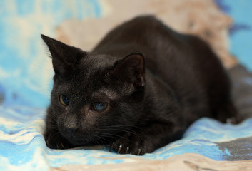 black cat with cataract eye