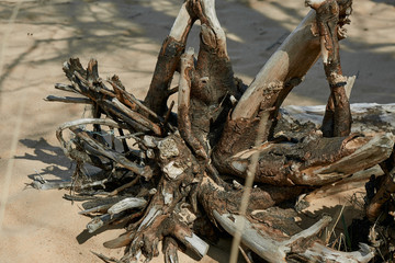 Fototapeta premium the roots of the stump