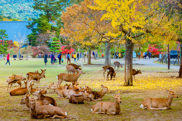 Japan. Nature Park in Nara. Deer live freely in a Japanese Park. A herd of deer on the background of visitors to the Nara. Japan in the fall. Guide to Japan. Natural parks of the world. - obrazy, fototapety, plakaty