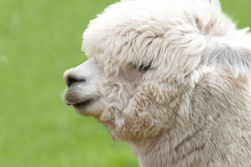 White Alpaca, a white alpaca in a green meadow. Selective focus on the head of the alpaca. Close-up