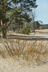 Fototapeta premium tree pine