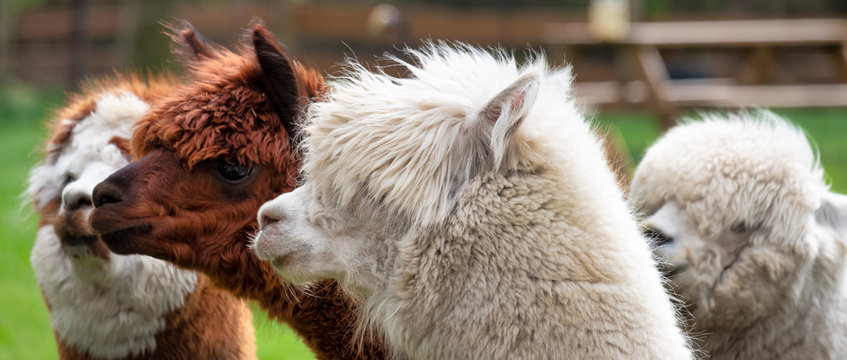 Four Alpacas, in panorama, a white alpaca in front of white and brown alpacas. Selective focus on the head of the white alpaca, photo of heads