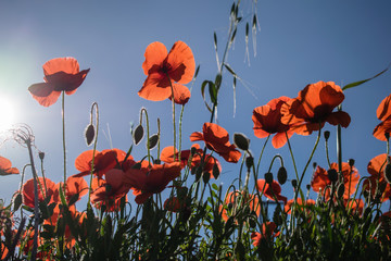 Obraz premium Flowering red poppy flowers with a blue sky on a background, Spain