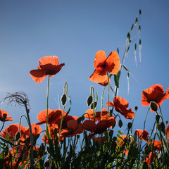 Flowering red poppy flowers with a blue sky on a background, Spain