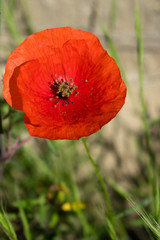 ne red poppy flower close up in a sunny day, Spain